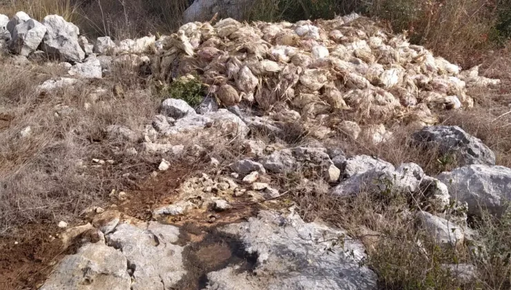 Mersin’de Boş Toprakta Yüzlerce Meyyit Tavuk Bulundu