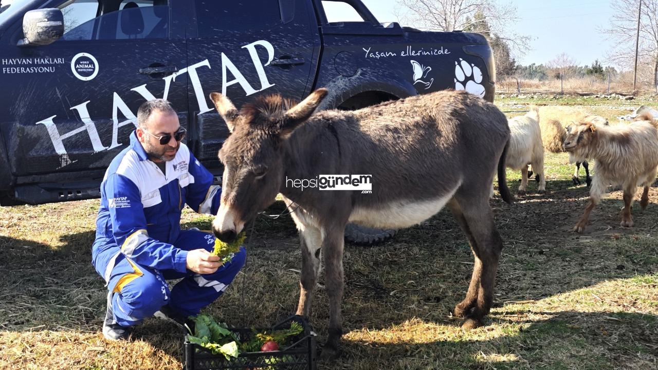 Ağaca bağlanıp vefata terk edilmişti: Eşek ‘Kadife’ sıhhatine kavuştu