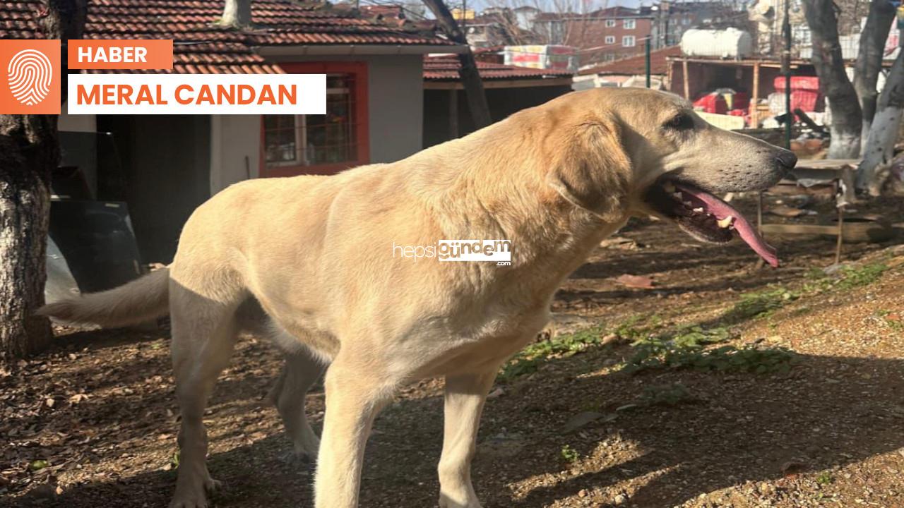 Barınaktan köpek sahiplenmede ‘bürokrasi’ manisi: Olmayan idarenin dokümanı istendi