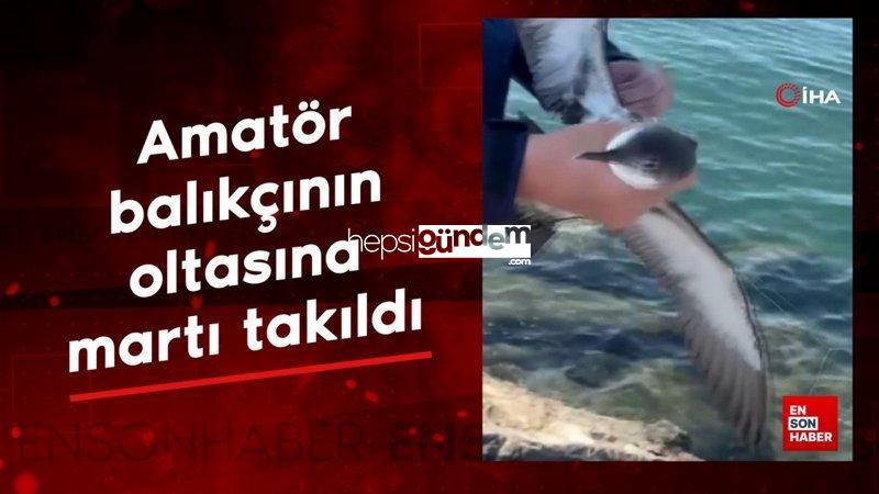 Hatay’da amatör balıkçının oltasına martı takıldı