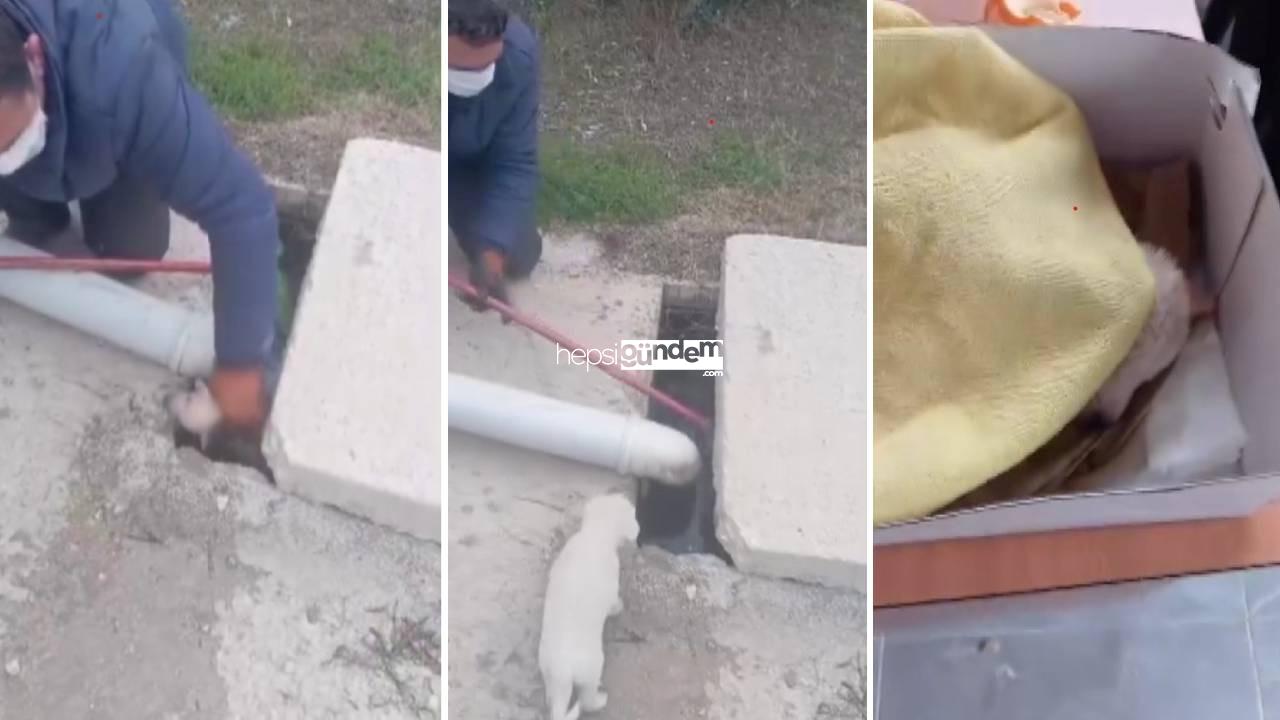 Kanalizasyona düşen 3 yavru köpek kurtarıldı