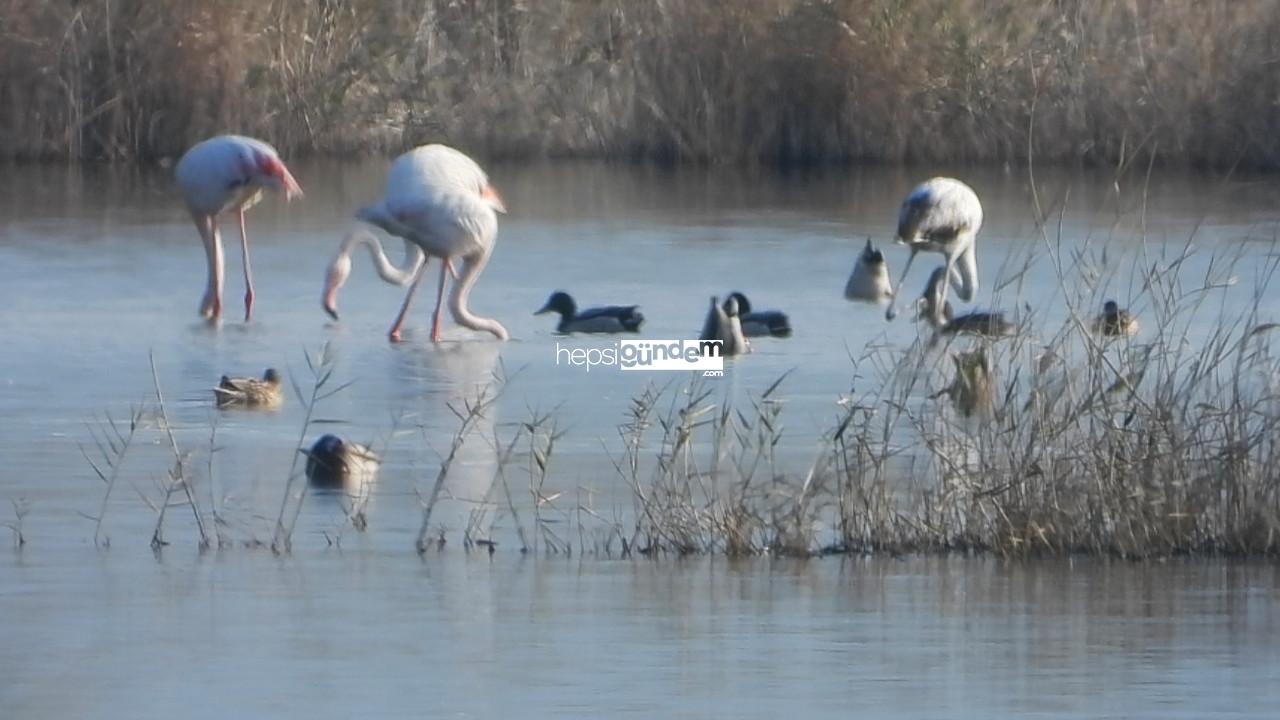 Milleyha Kuş Cenneti’ne flamingolar geldi