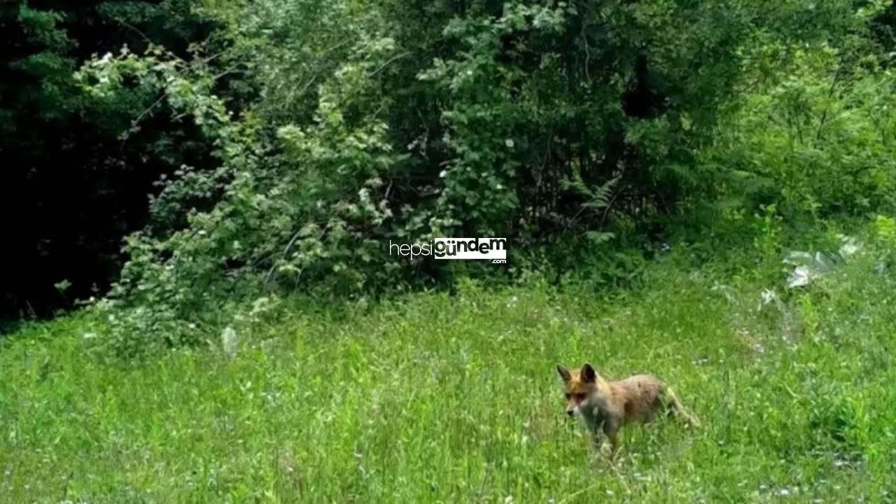 Ormanda yiyecek arayan tilki fotokapanla görüntülendi