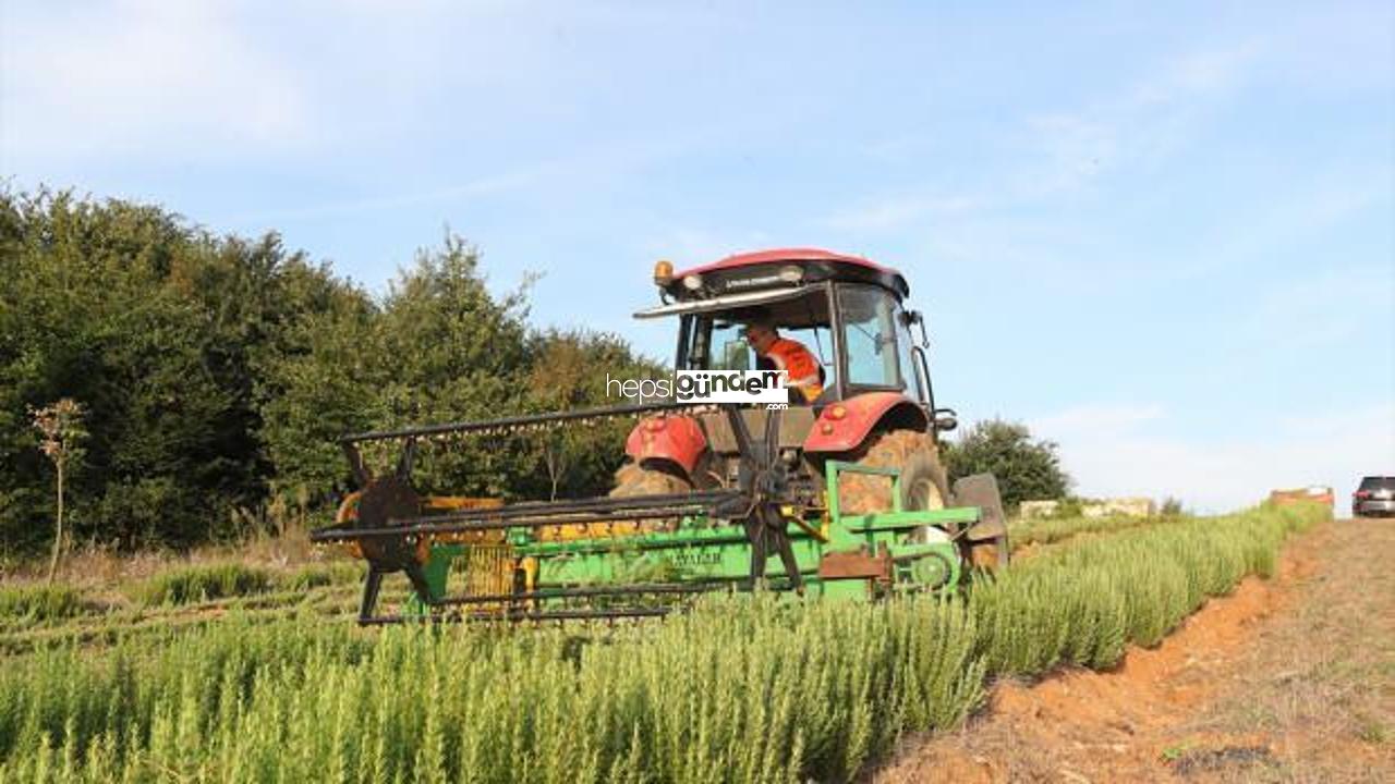 Sakarya’da yetişen tıbbi ve aromatik bilgiler ihracat yolunda