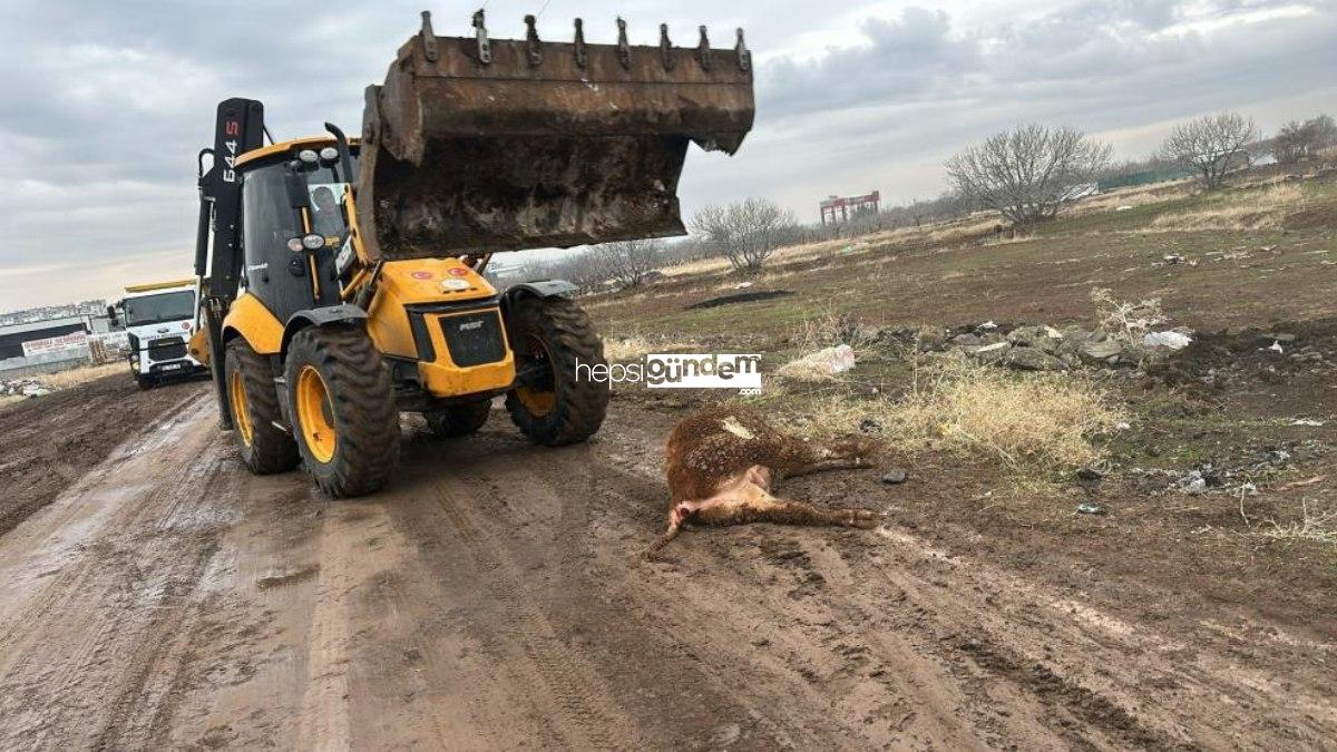 Şanlurfa’da şap hastalığı tehlikesi: Hayvan pazarı 15 gün müddetle kapatıldı