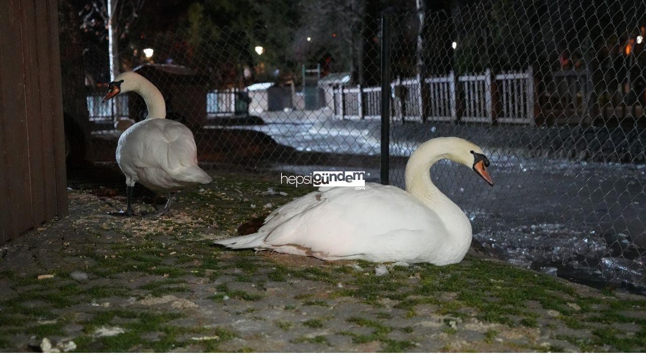 Ankara’da hava sıcaklığı eksi 10 dereceye düştü: Kuğulu Park’ın havuzu dondu