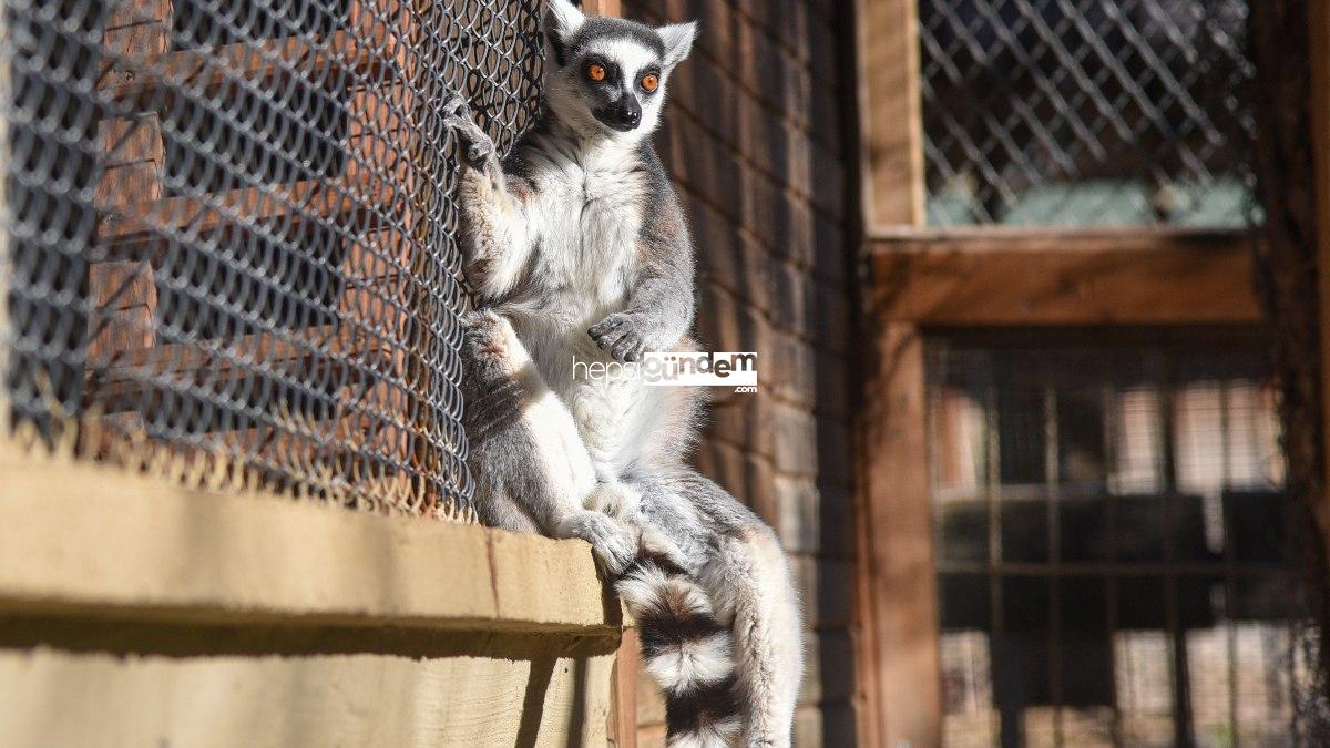 Antalya’da lemurların kış rutini, güneşi selamlamak