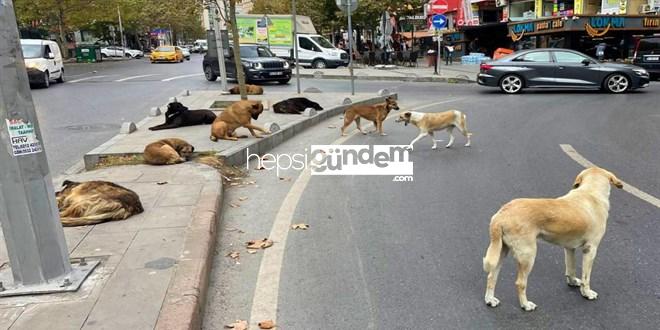 Bakanlıktan yazı: Sahipsiz köpek başına 71 bin lira ceza kesilecek