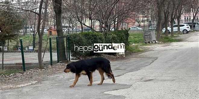 Başıboş köpek saldırısı: 15 yaşındaki lise öğrencisi yaralandı