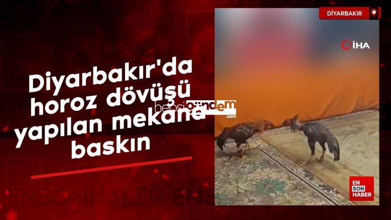 Diyarbakır’da horoz dövüşü yapılan yere baskın