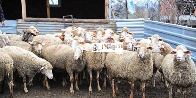 Elazığ’da 3 ilçede şap karantinası başlatıldı