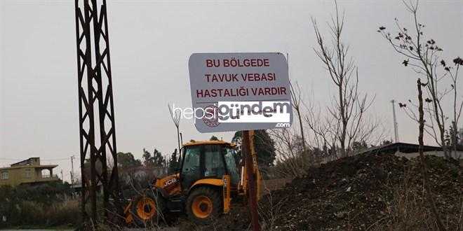 Hatay’da kuş gribi alarmı: Mahalle karantinaya alındı