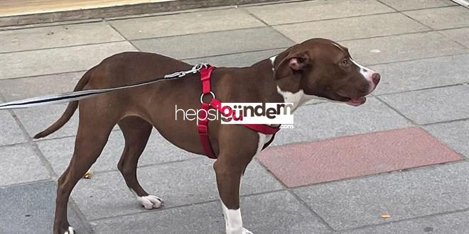 İstanbul’da pitbull polise saldırdı