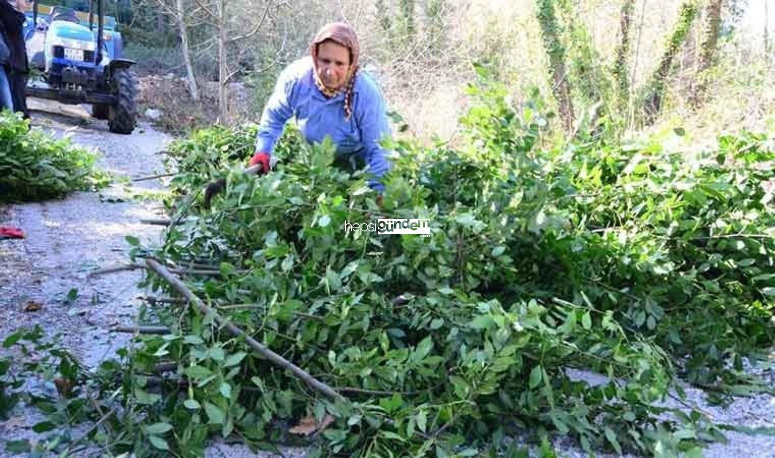 Orman köylüsünün geçim kaynağı: Antalya’dan tüm dünyaya ihraç ediliyor! Kilosu 19 TL’den satıldı….