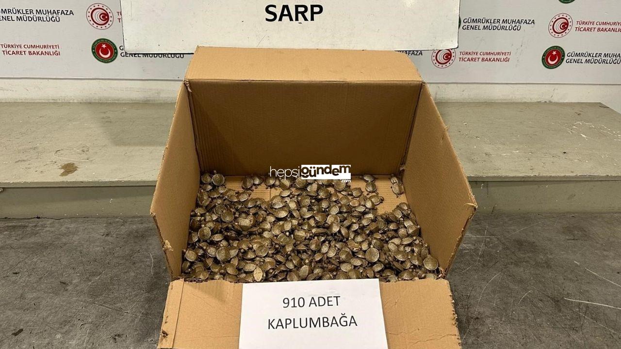 Sarp Gümrük Kapısı’nda 910 adet su kaplumbağası yakalandı