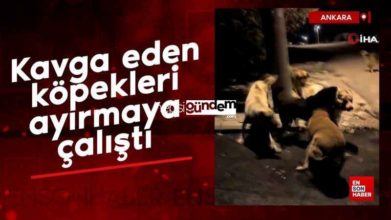 Ankara’da sokak köpeklerinin hengamesini zahmetle bu türlü ayırdı