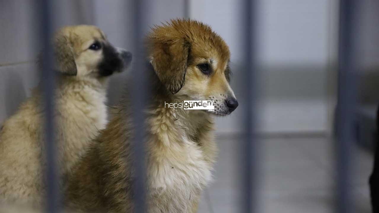 Ankara’da yeni kararlar: Apartmanda yaşayanlar 1 kedi ve 1 köpek sahiplenebilecek