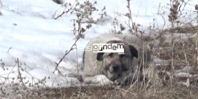 Başıboş köpekler 12 yaşındaki Eslem’i hayattan kopardı