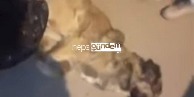 Çöpte meyyit köpekler bulundu: 3 belediye çalışanı açığa alındı