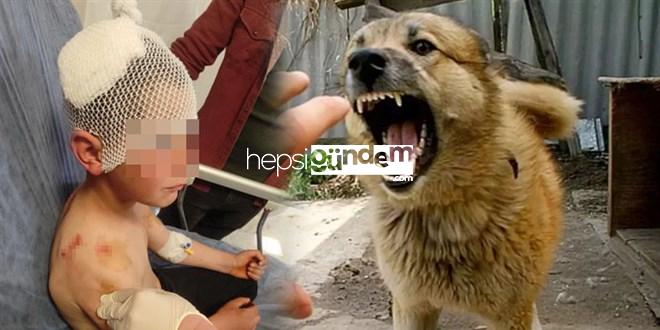 Gönen’de 9 Yaşındaki Çocuğa Köpek Saldırısı