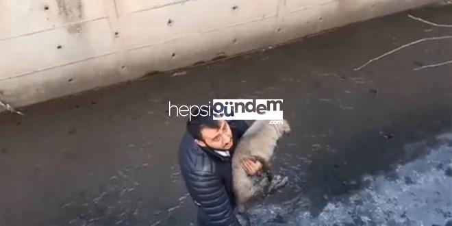 Köpeğini kurtarmak isteyen taksici derede mahsur kaldı