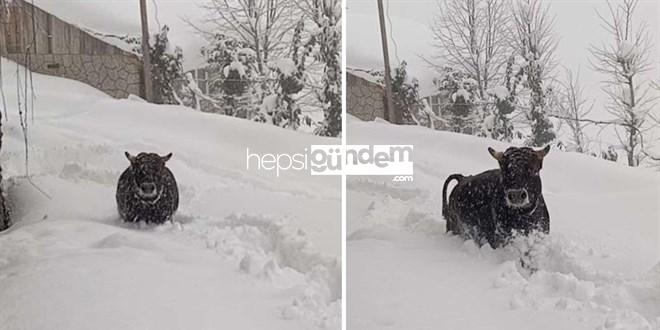 Rize’de ahırından kaçan boğa yazlığından çıktı!