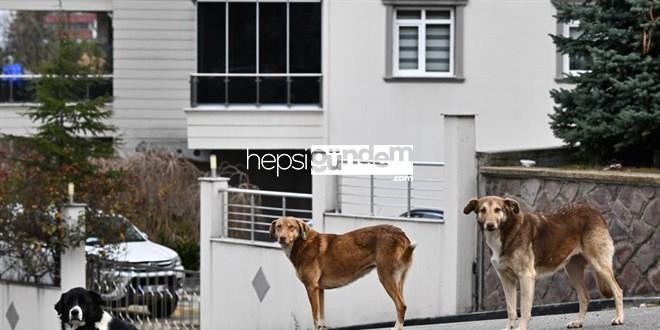 Sahipsiz Köpekler 5 Yaşındaki Çocuğa Saldırdı