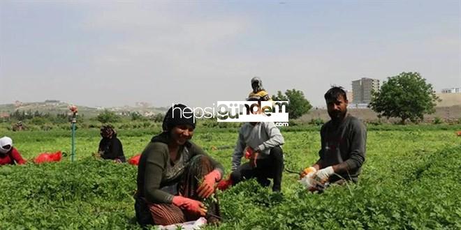 TÜİK Ziraî İş Gücü Fiyat Artışlarını Açıkladı