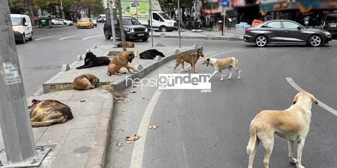 Yerlikaya: Sokak Köpekleri İçin Belediyeler Denetlenecek